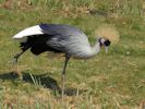 Grey-Crowned Crane (WWT Slimbridge April 2013) - pic by Nigel Key